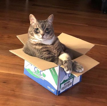 cat in box with paws crossed