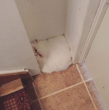 white cat blends into corner of white walls