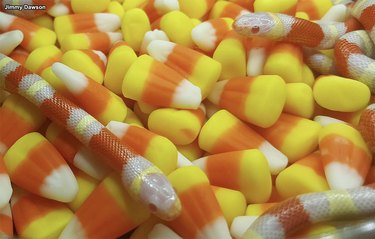 orange and white snakes slithered around pile of candy corn