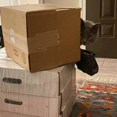 cat peeking out from inside box