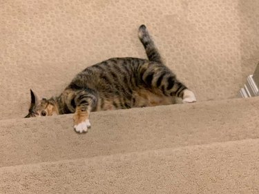 cat "hides" at bottom of staircase