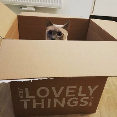 box reads very lovely things inside with a cat's head popping out