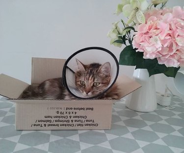 cat with cone around neck inside box