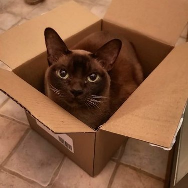 black cat inside box