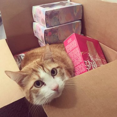 cat inside box with beauty products