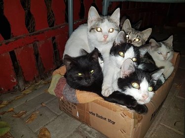 six cats stuffed inside one box