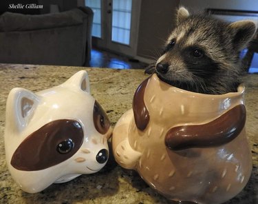 raccoon hiding in porcelain cookie jar