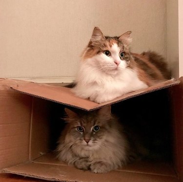 cat inside box with another cat on top
