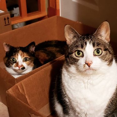 two cats in two separate boxes