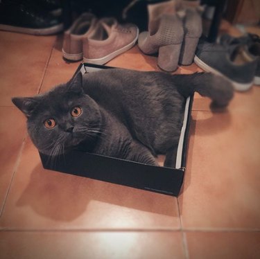 dark gray cat inside black box lid