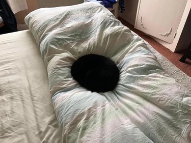 A black cat curled up on a white duvet looks like an endless void.