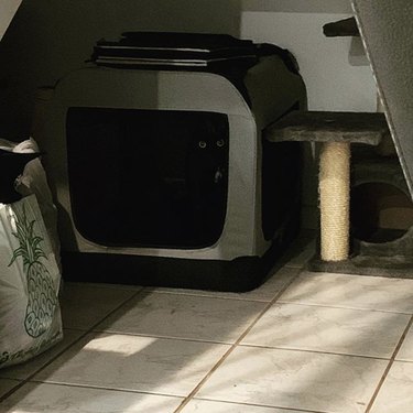 black cat wins at hide and seek