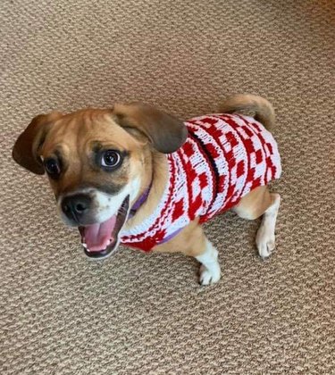 excited puggle dog in red and white sweater