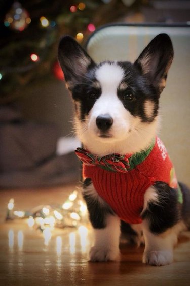 Corgi in sweater