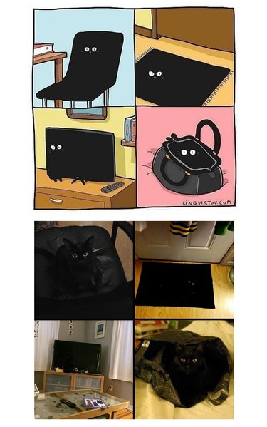black cats blending into things