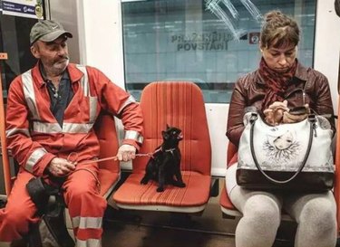 black cat yells at woman on train