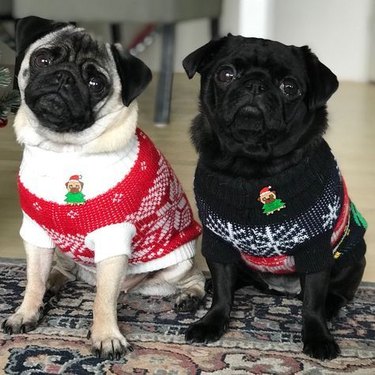 pugs in sweaters