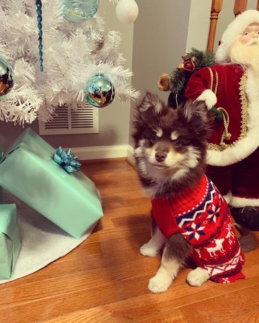cute dog in Christmas sweater next to Christmas tree