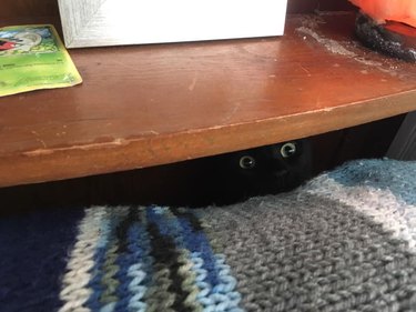 black cat hiding under shelf