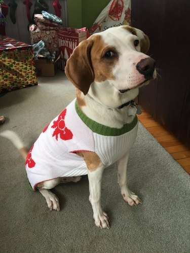 skeptical-looking dog in Christmas sweater