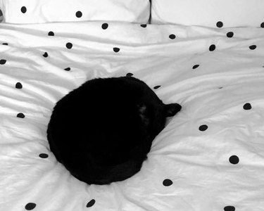 black cat looks like polka dot on blanket