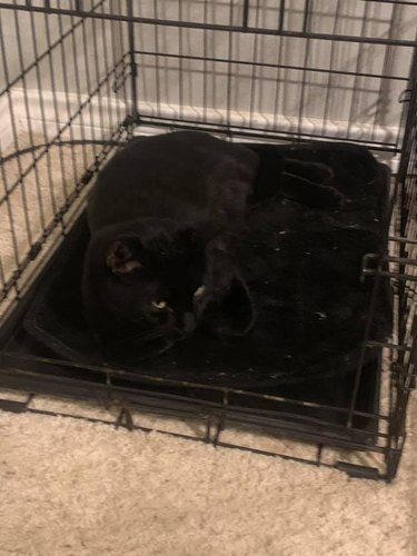 black cat blends into black rug