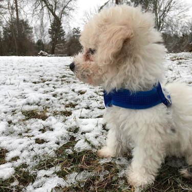 puppy in snow