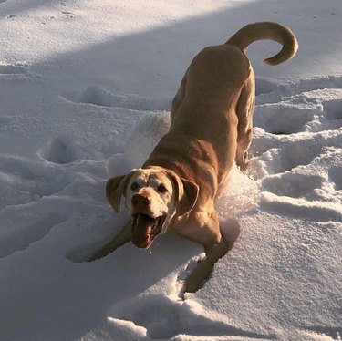 dog pouncing in snow