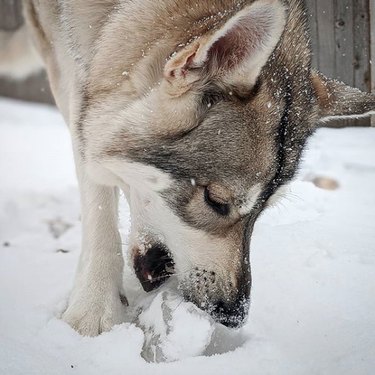 dog eating ice in snow