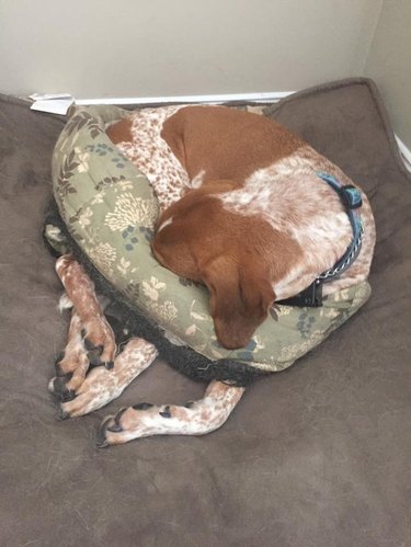 Dog curled up in dog bed with a hole chewed through it