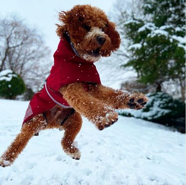 dog jumping in snow