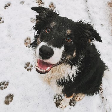 dog with paw prints in snow