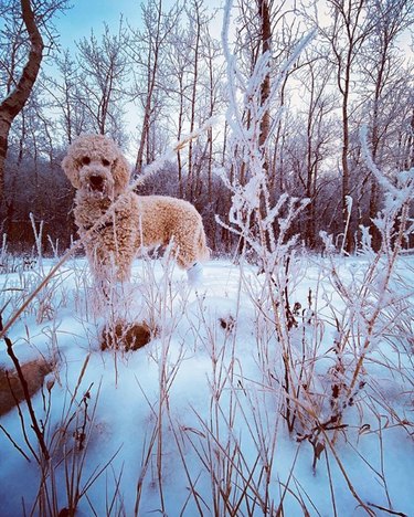 goldendoodle in snow