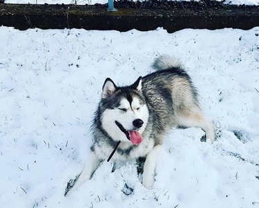 alaskan malamute in snow