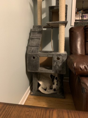 Dog curled up at base of cat tree