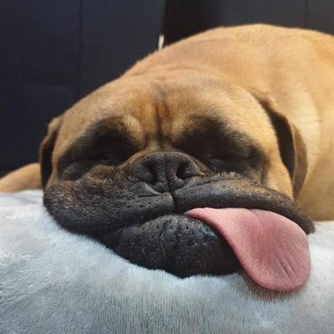 Dog sleeping with its tongue sticking out