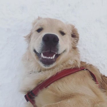 smiling dog in snow