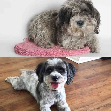 Dog before and after being groomed.