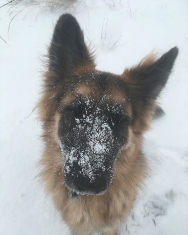 german shepherd with a snowy face