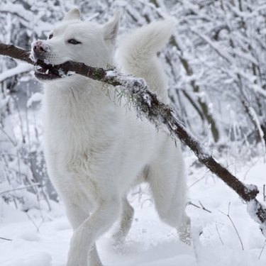 dog with a big stick in snow