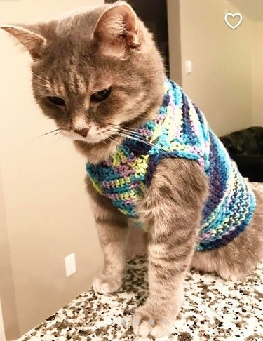 Cat wearing a sweater.
