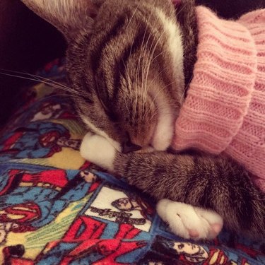 Cat wearing a sweater.