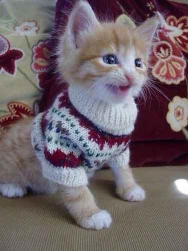 Cats 2024 with sweaters