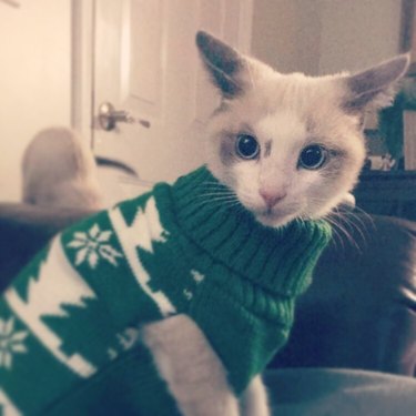 Kitten wearing a sweater.