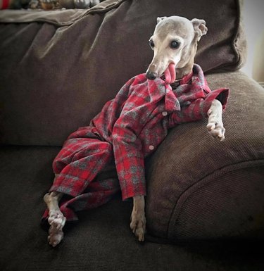 Dogs in pajamas