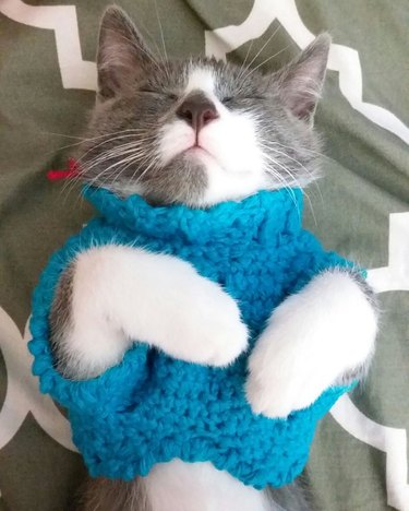 kittens wearing sweaters