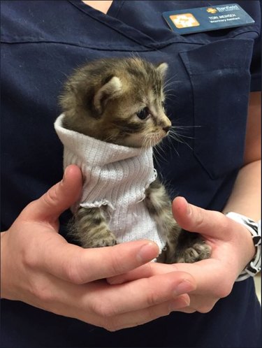 Kitten wearing a sweater.