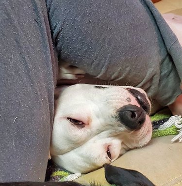 dog under owner's leg.