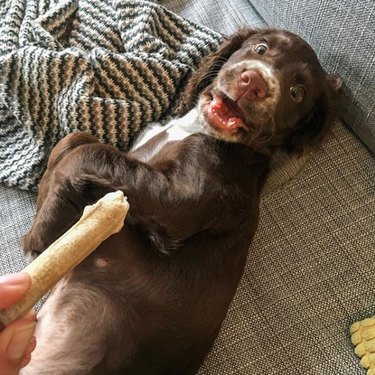 dog looking surprised at bone