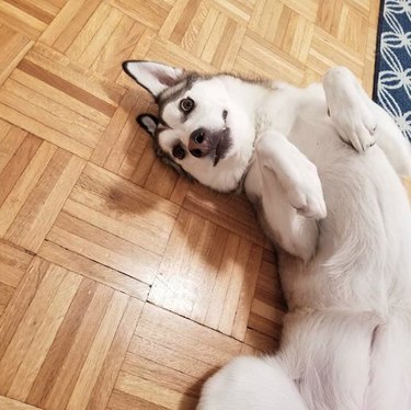 husky lying on floor.